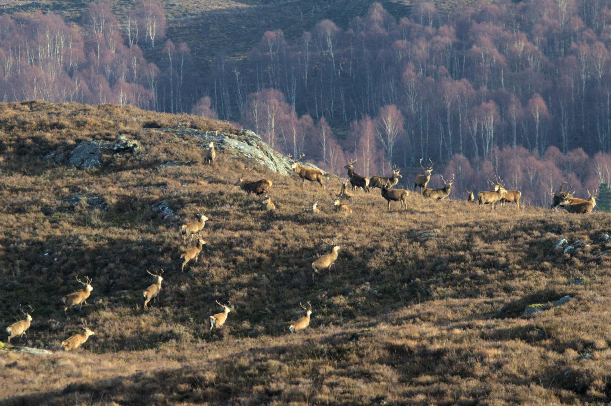 Rosemount Bothy - Highland Cottage Garve Bagian luar foto